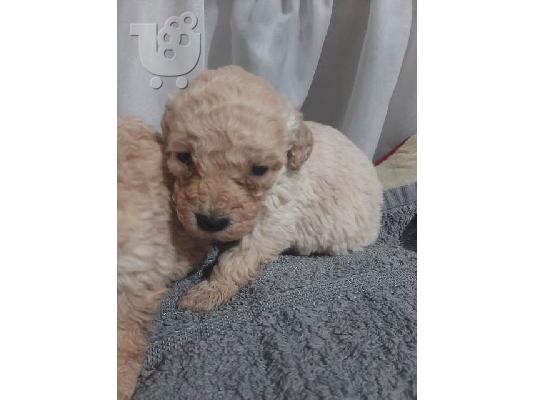 Κουτάβια Maltipoo